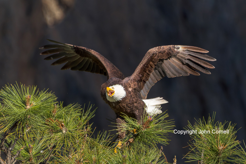 Bald Eagle;Calling;Eagle;Flying Bird;Haliaeetus leucocephalus;Photography;action;active;aloft;behavior;birds;color image;flight;fly;flying;in flight;motion;movement;one animal;soar;soaring;wing;winged;wings